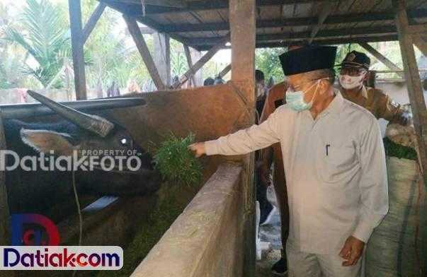 Bupati Padangpariaman Ali Mukhni ketika melihat kerbau warga di Nagari Kuraitaji. Berkat komitmennya menyukseskan Upsus Siwab, angka kelahiran sapi dan kerbau di Padangpariaman terus meningkat. (Foto: Istimewa)