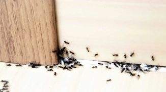 8 cara mengusir semut dari rumah pakai bahan menuru